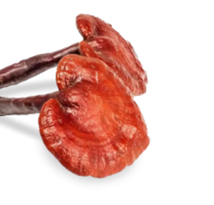 Reishi FOR MOOD