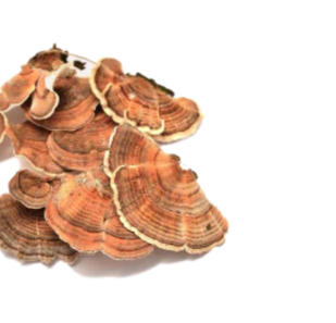 Turkey Tail FOR GUT HEALTH