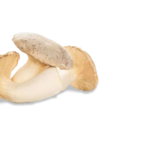 King Trumpet FOR LONGEVITY