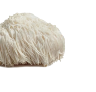 Lion's Mane FOR FOCUS